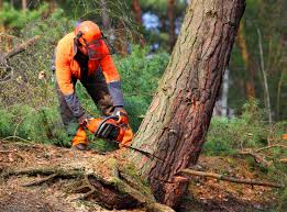 Best Root Management and Removal  in Exeter, PA