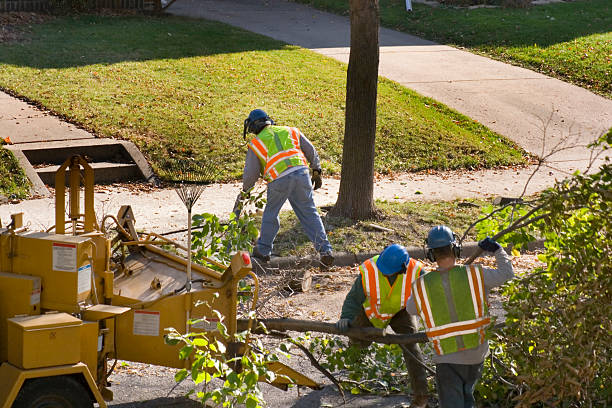 How Our Tree Care Process Works  in  Exeter, PA