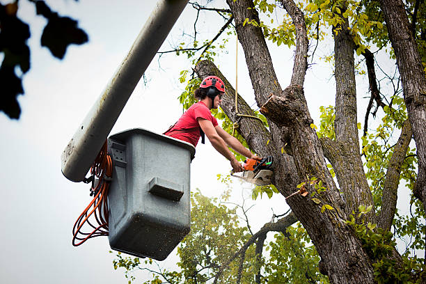 Best Utility Line Clearance  in Exeter, PA