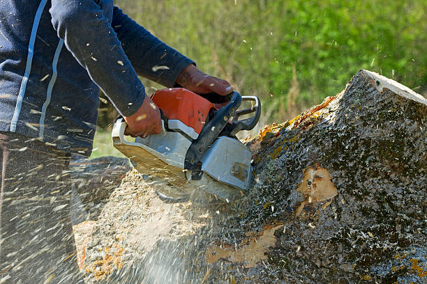 Reliable Exeter, PA  Tree Services Solutions